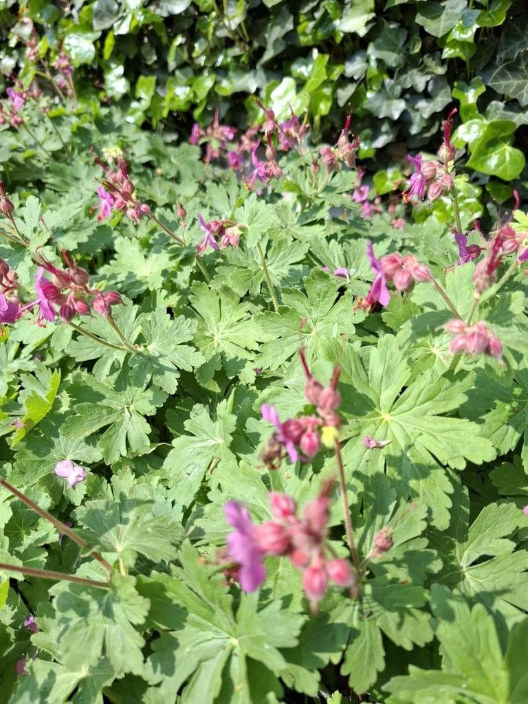 mooie sterke bodembedekker geranium macrorrhizum 0,90 EUR/st, Tuin en Terras, Ophalen