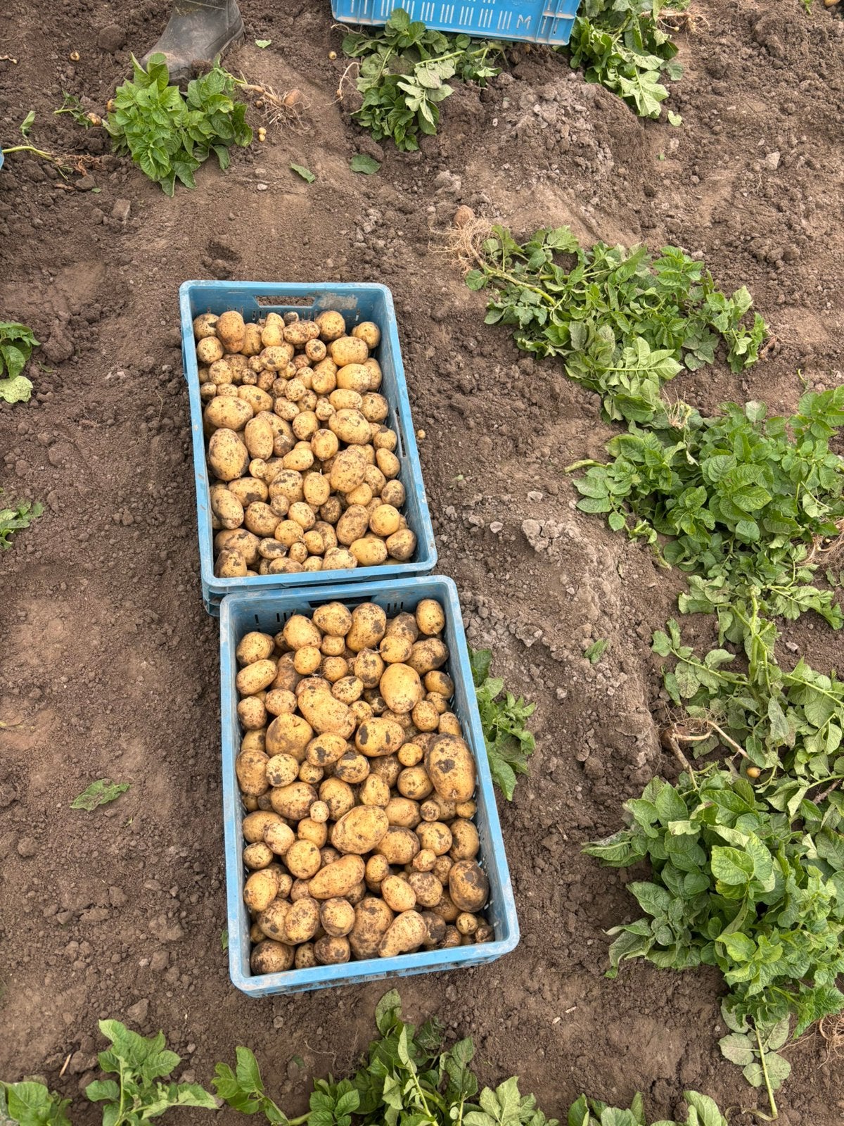 Nieuwe aardappelen in kleine en grote hoeveelheden, Enlèvement
