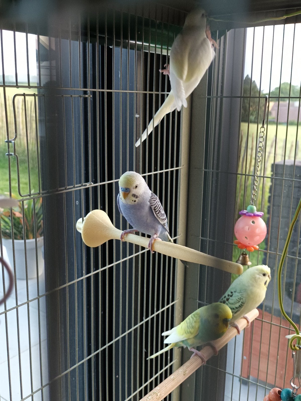 Parkieten te koop, Dieren en Toebehoren, Vogels | Parkieten en Papegaaien, Meerdere dieren, Parkiet, Tam