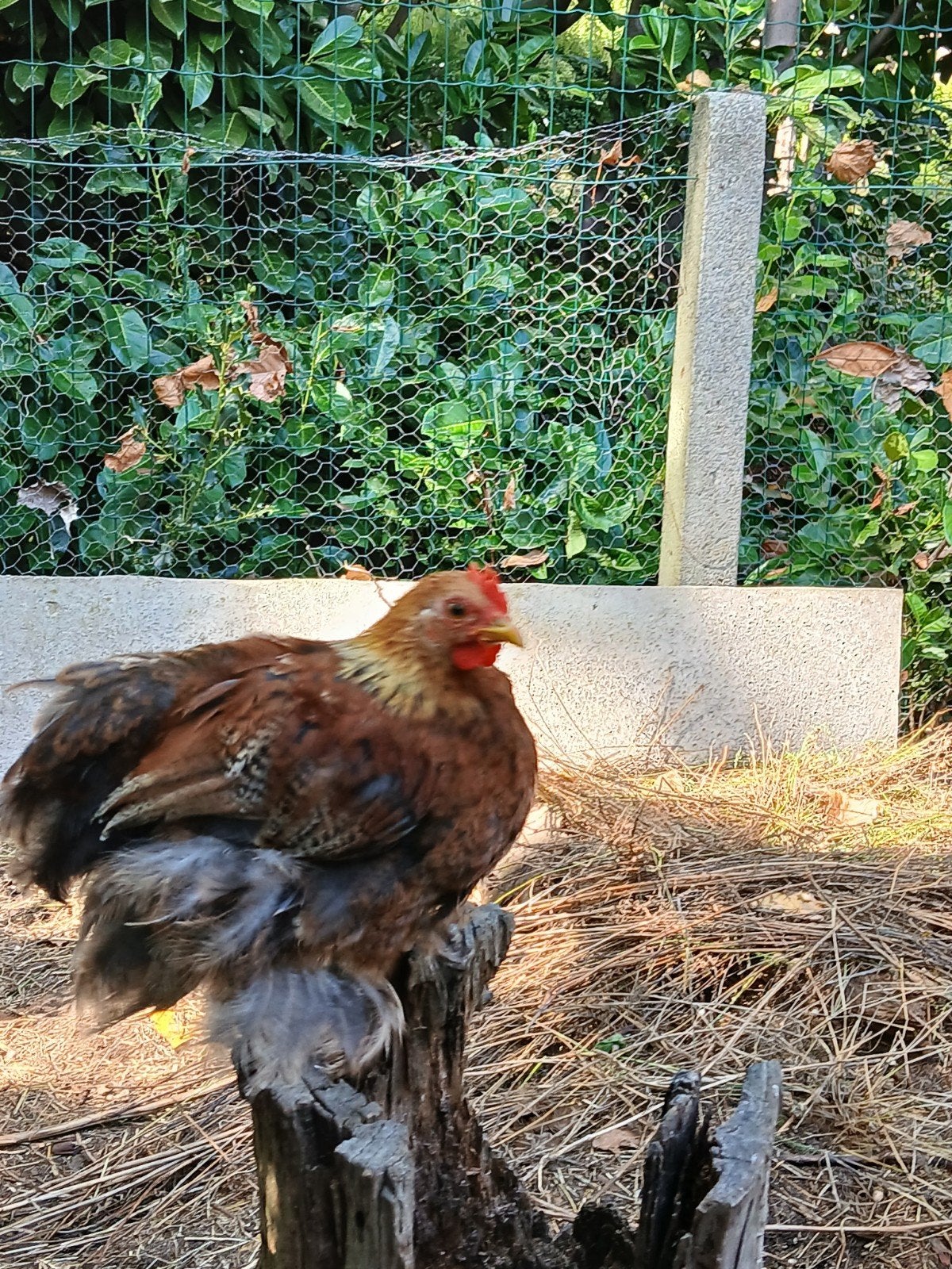 cochin haantjes, Mâle, Poule ou poulet