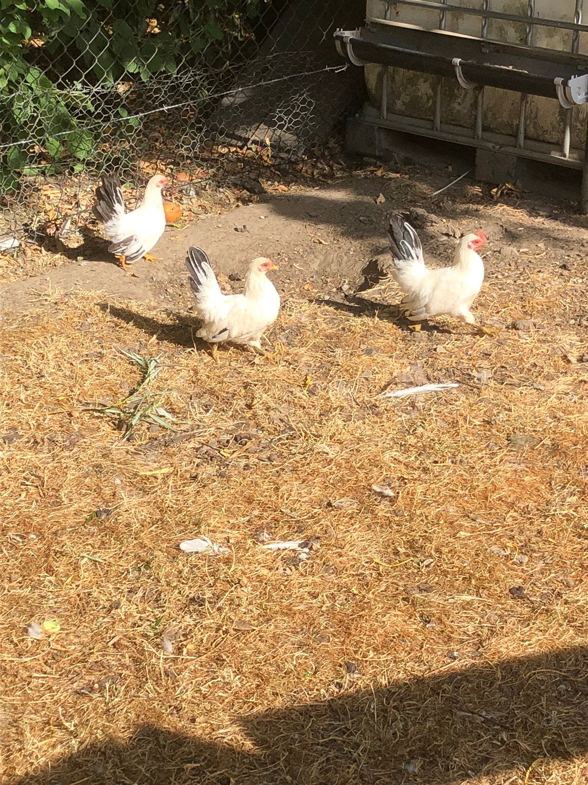 Chabo kippen, Dieren en Toebehoren, Pluimvee, Vrouwelijk, Kip