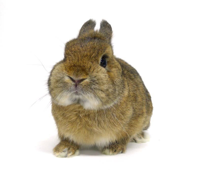 moet weg vandaag, Dieren en Toebehoren