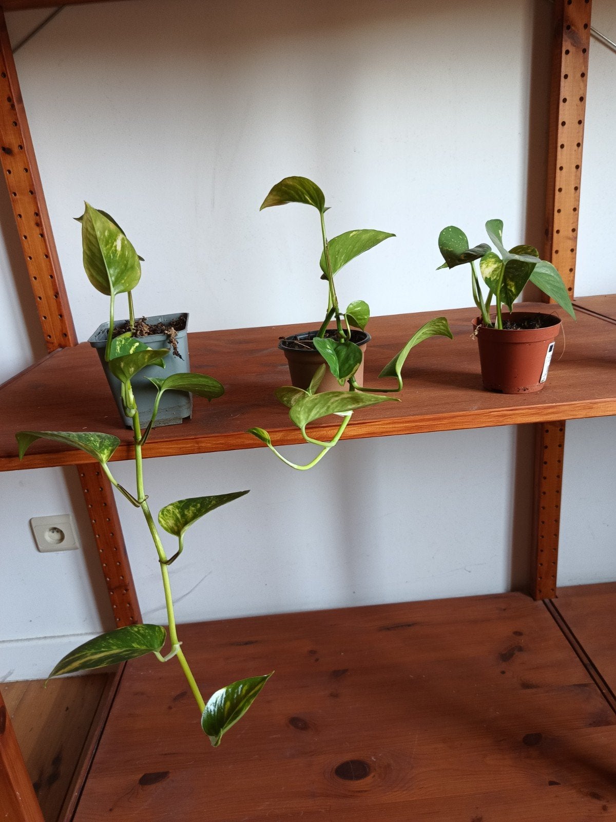 kamerplanten te koop, Maison & Meubles, Plantes d'intérieur, Enlèvement