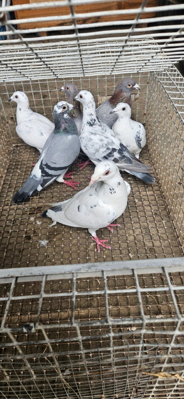 7 mooie duivinnen ( ongeringd) voor 40 euro samen, Dieren en Toebehoren