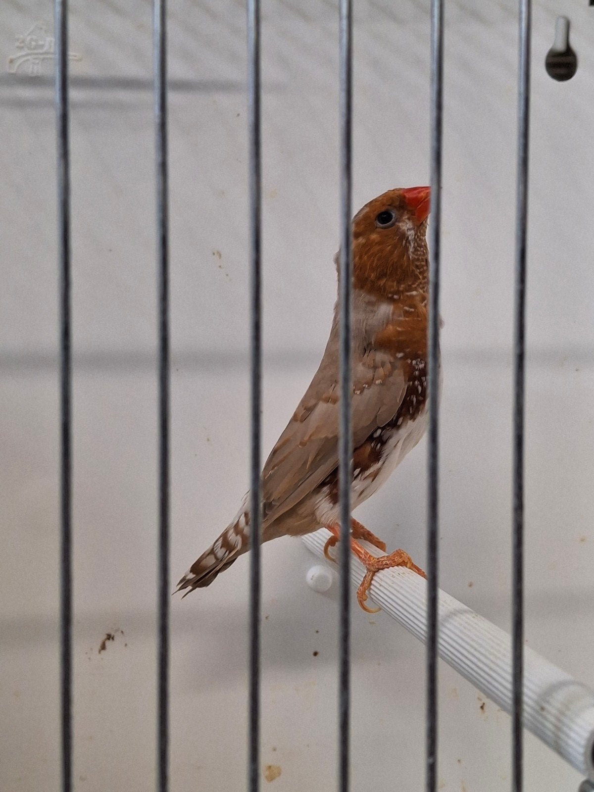 zebravink, Dieren en Toebehoren