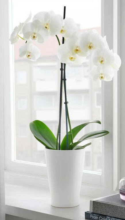 PAPAJA Sierpot, wit, 12x19 cm, Tuin en Terras, 25 tot 40 cm, Steen, Rond, Binnen