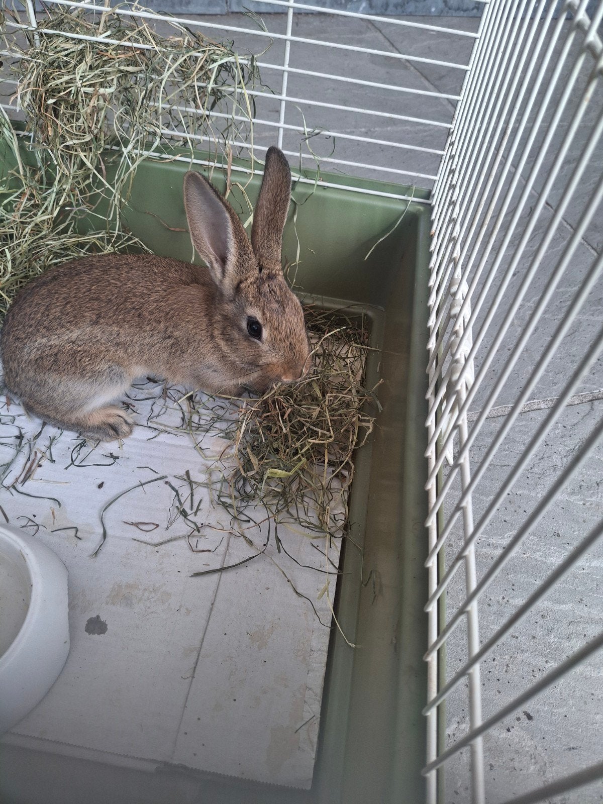 2 konijnen, Dieren en Toebehoren, Vrouwelijk, Middelgroot, 0 tot 2 jaar