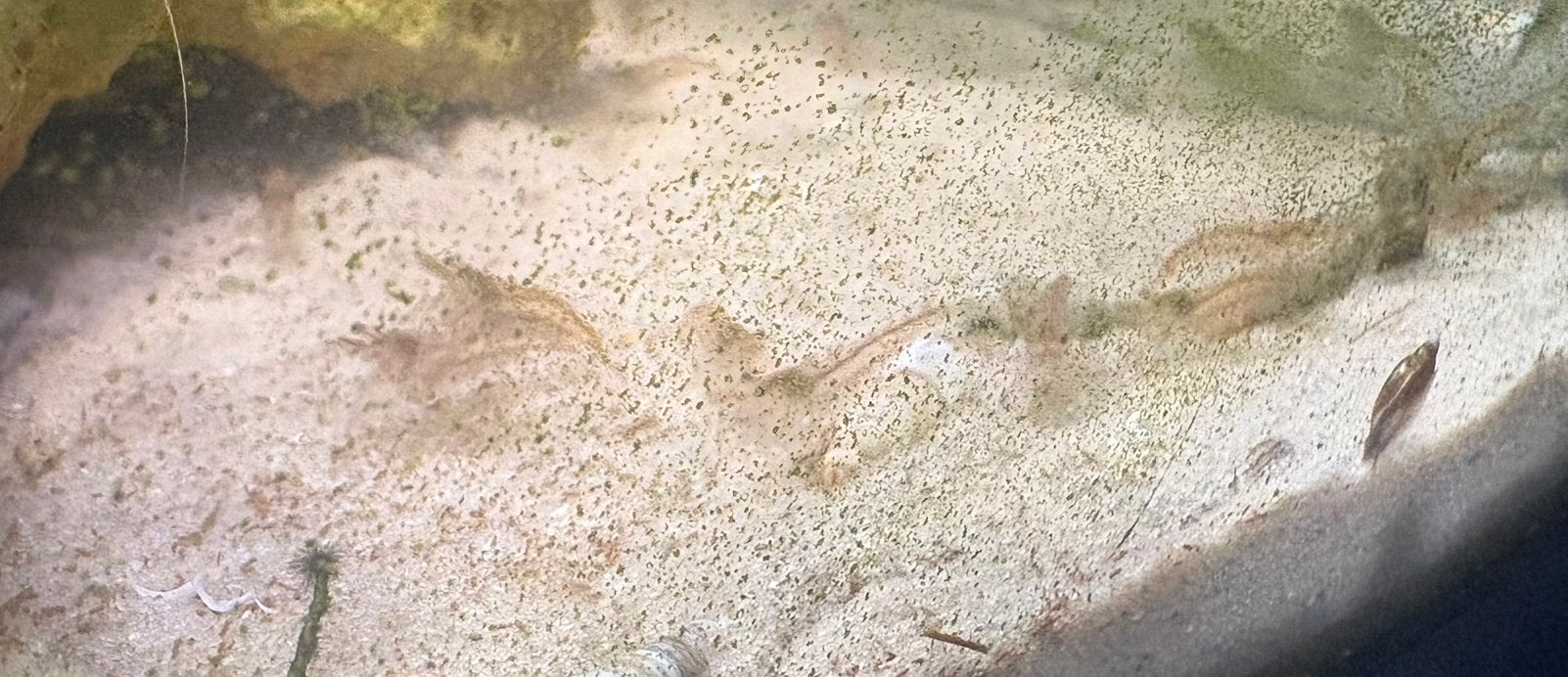 Wildkleur vuurgarnaaltjes, Dieren en Toebehoren, Kreeft, Krab of Garnaal, Zoetwatervis, Schoolvis