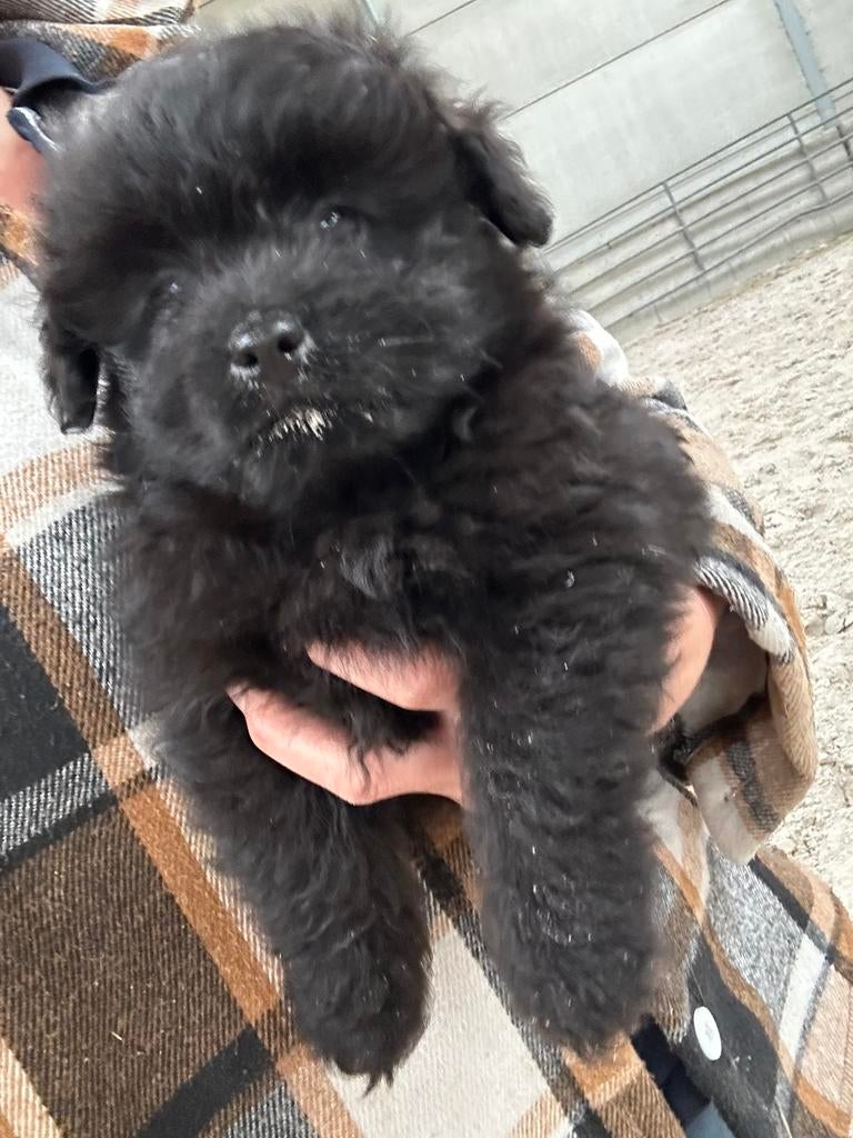 Pomapoo teefjes, Dieren en Toebehoren, Poedel, Parvo, België, 8 tot 15 weken