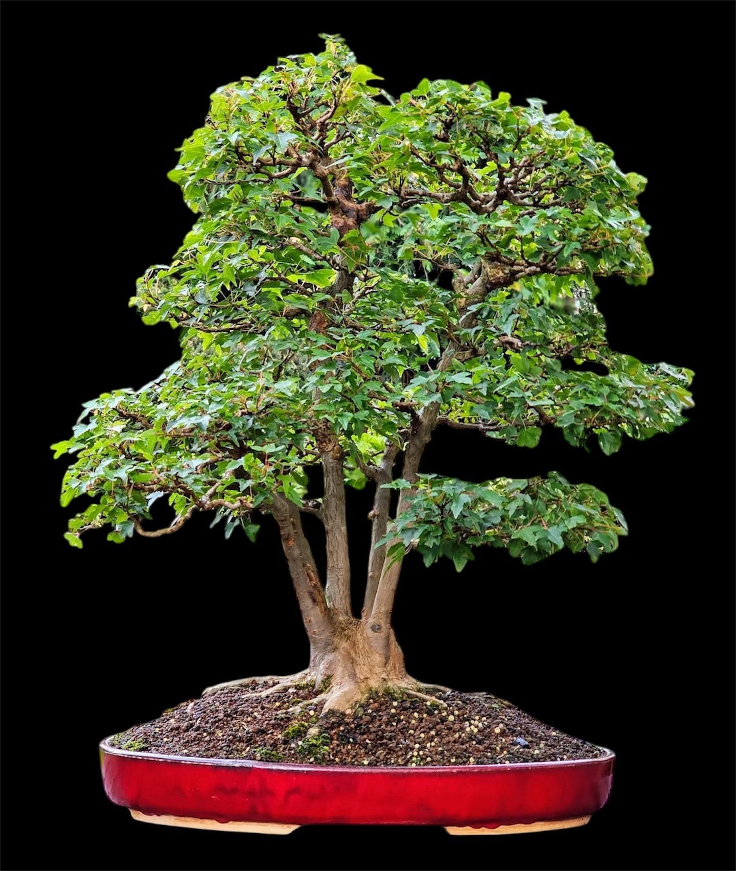 Allerlei Bonsai te koop, Ophalen