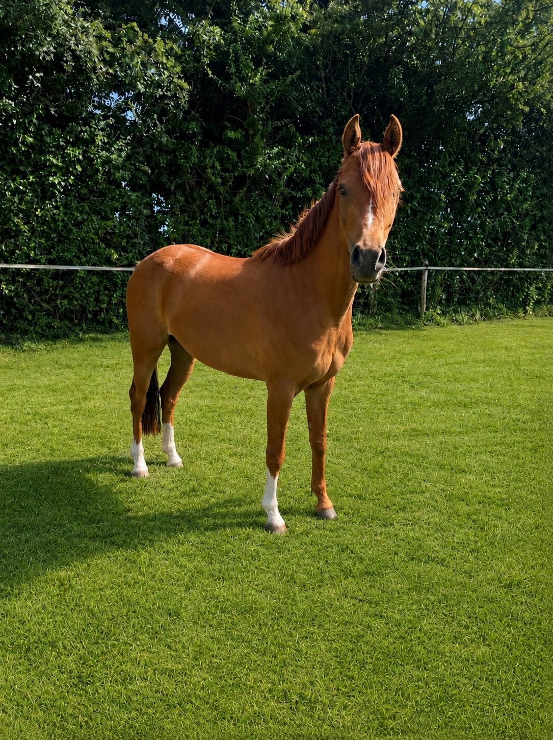 Super knappe merrie, Dieren en Toebehoren, Pony's, Merrie, Met stamboom, 3 tot 6 jaar, C pony (1.27m tot 1.37m)