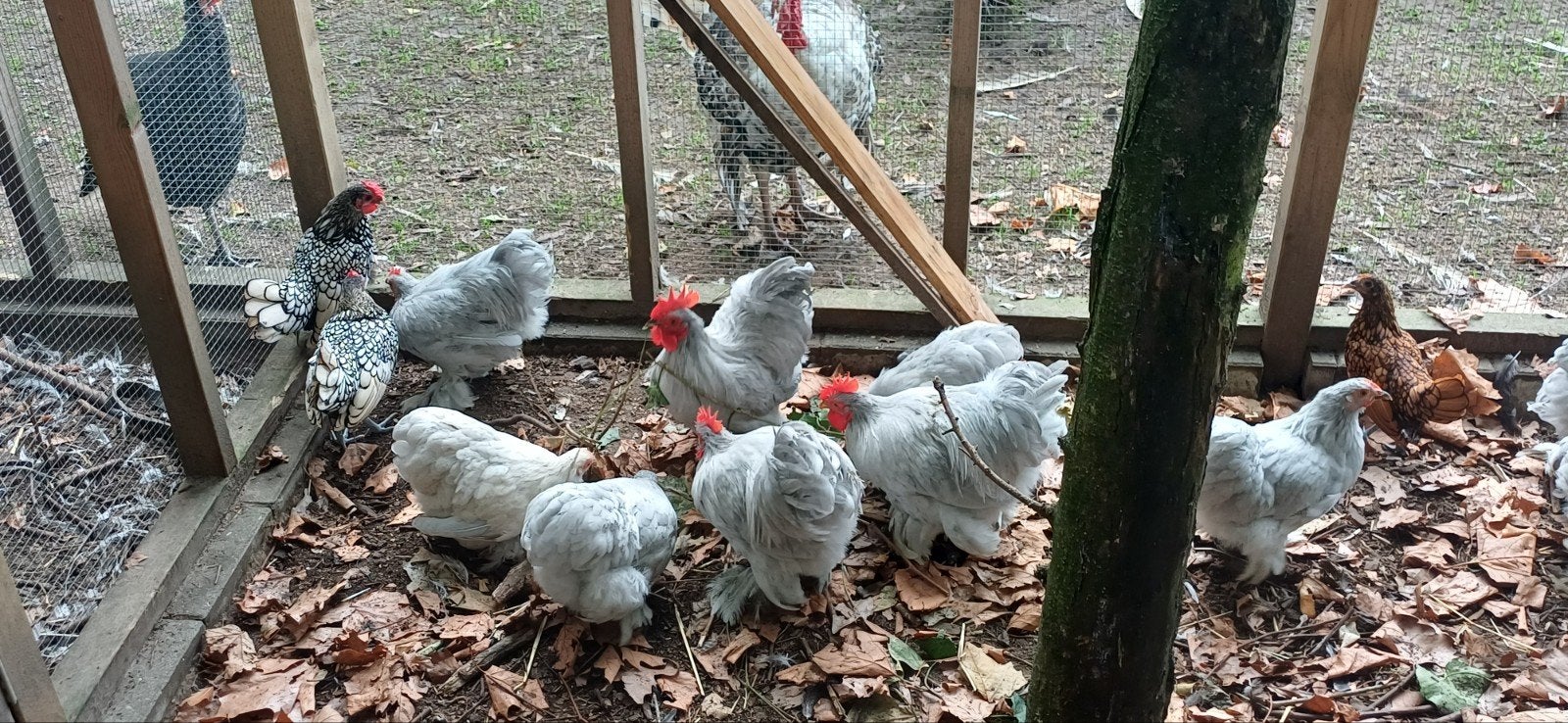 cochin kriel grijs, Meerdere dieren, Kip