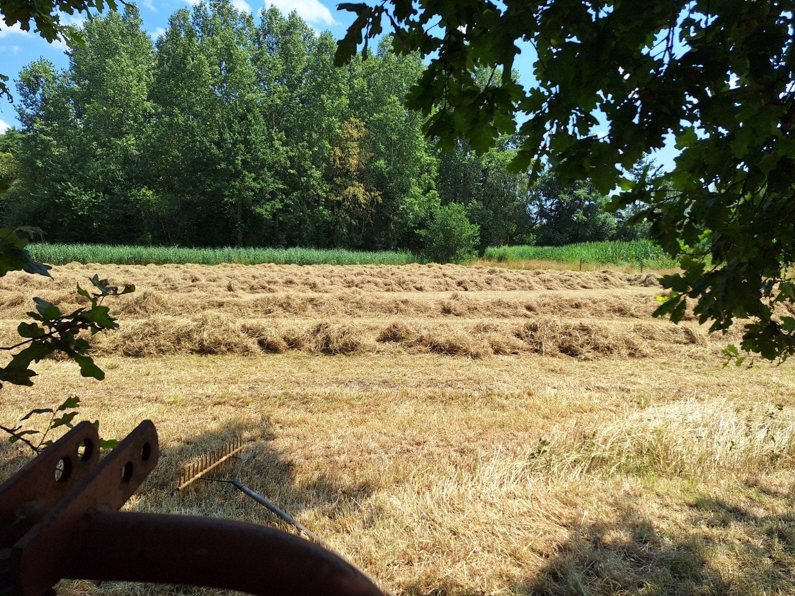 70 kleine pakken droog hooi., Dieren en Toebehoren