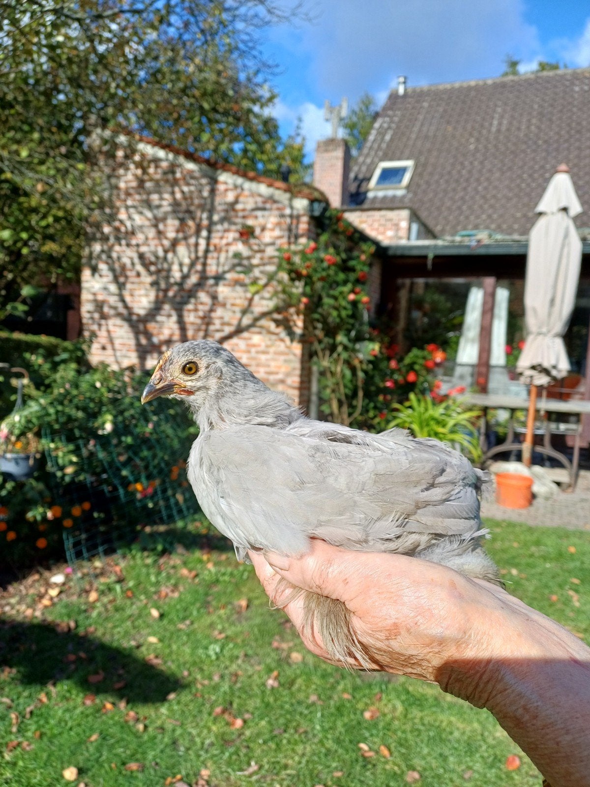 Koppel cochin kriel, Plusieurs animaux, Poule ou poulet