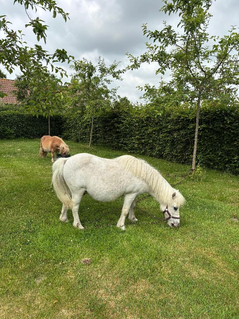 2 shetland pony's, Animaux & Accessoires, Poneys, Vermifugé, 11 ans ou plus, Poney de récréation, Ne s'applique pas