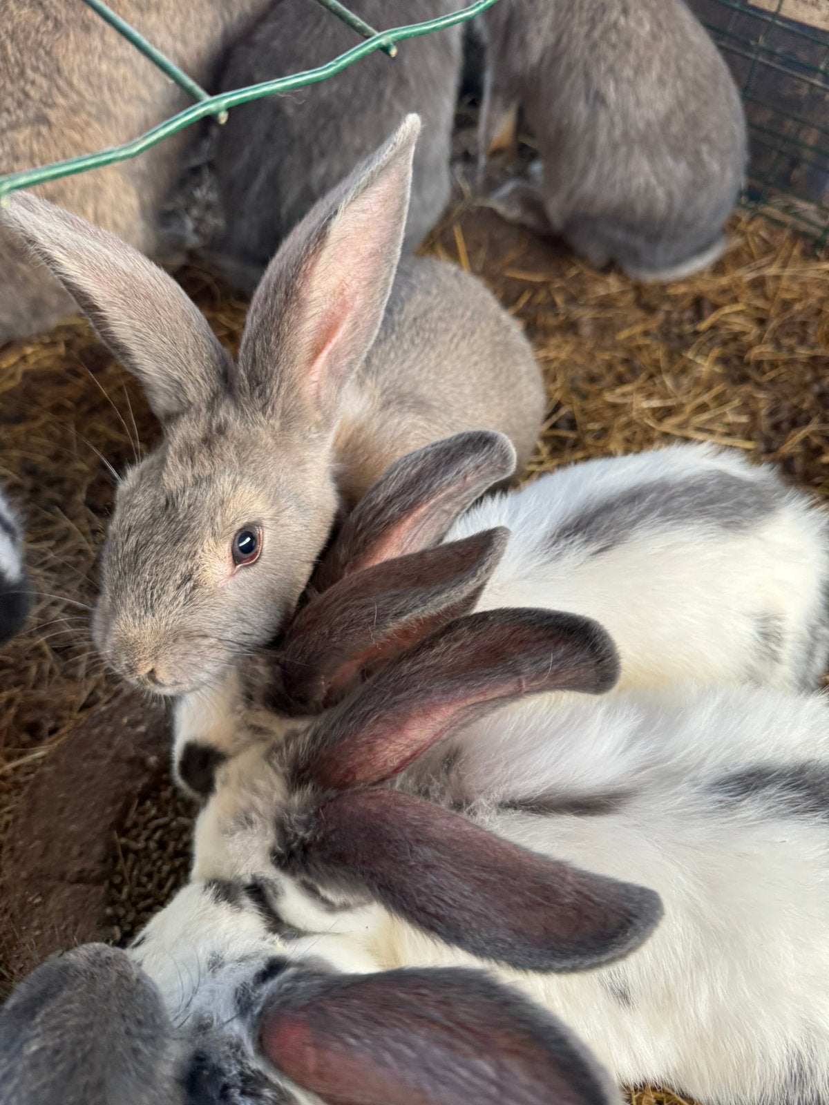 Vlaamse reusjes, Dieren en Toebehoren
