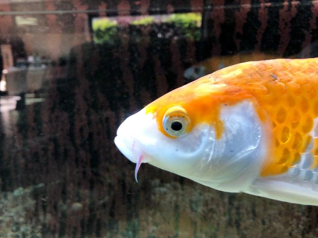 een koi (vis), Dieren en Toebehoren, Vis, Zoetwatervis