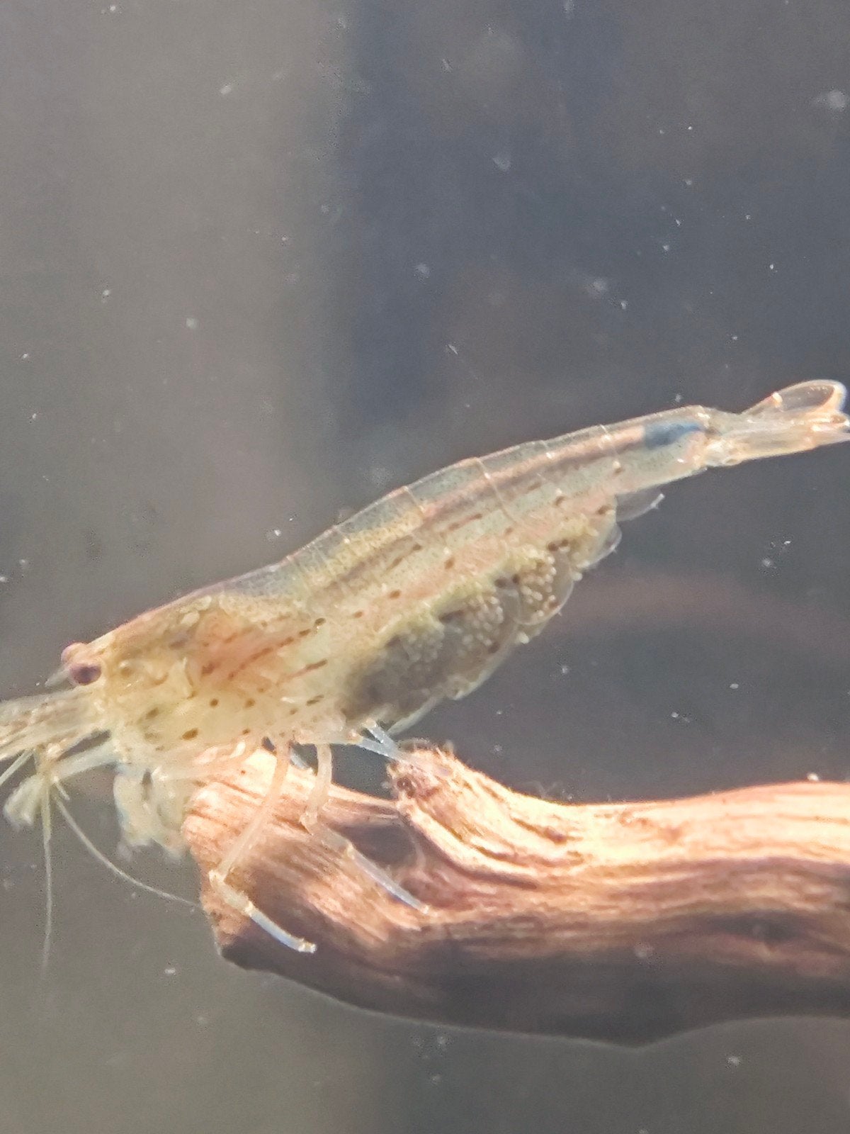 crevettes japonica à échanger