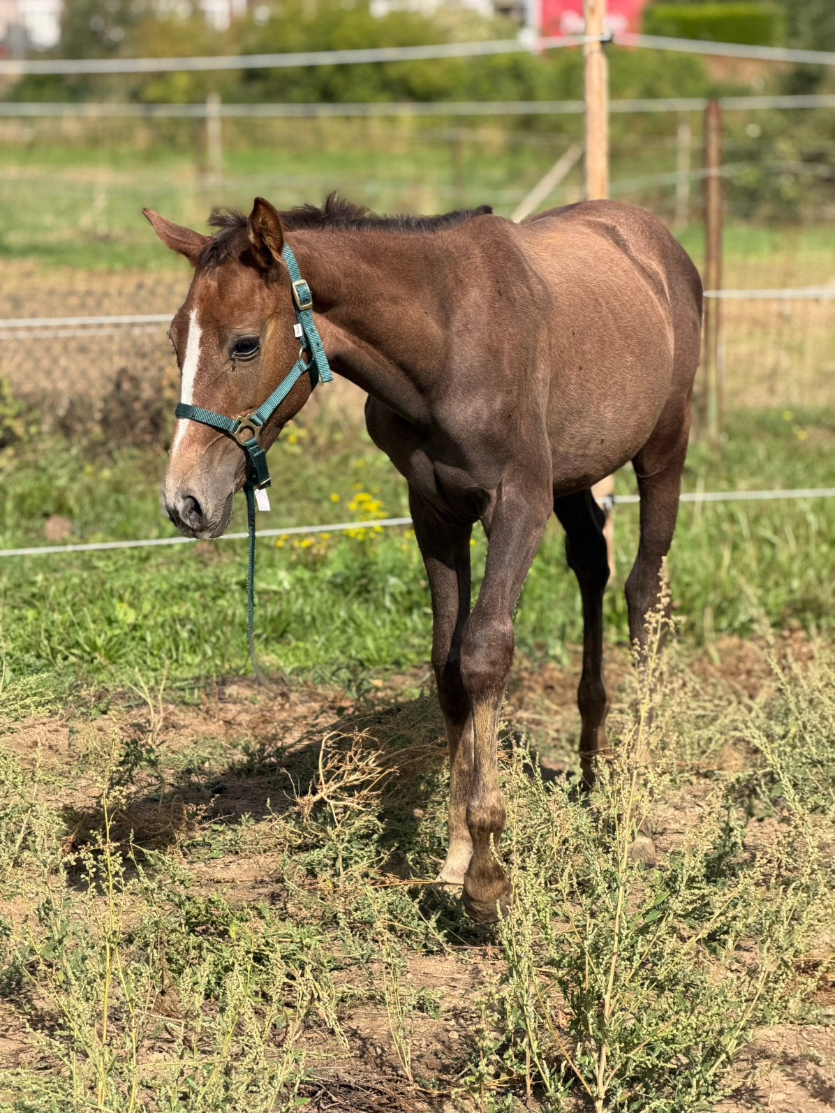 Pouliche Z, Animaux & Accessoires, Avec pedigree, Ne s'applique pas, 0 à 2 ans, Cheval de saut