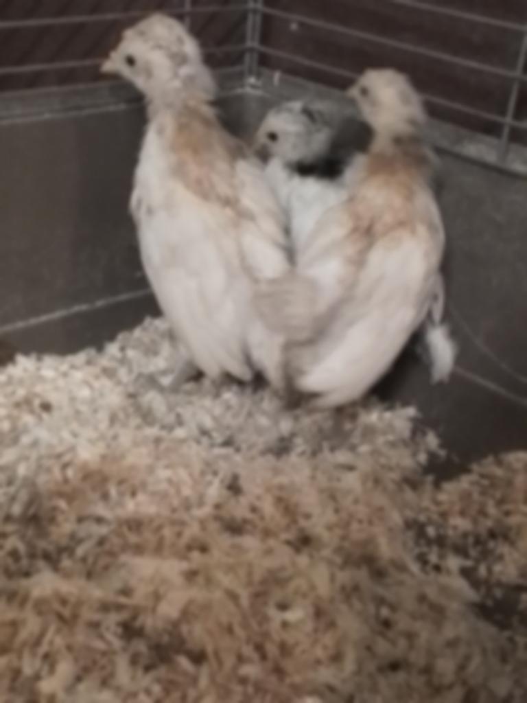 Friesehoen kuikens 3 en 1 lakervelder kuiken, Dieren en Toebehoren, Pluimvee