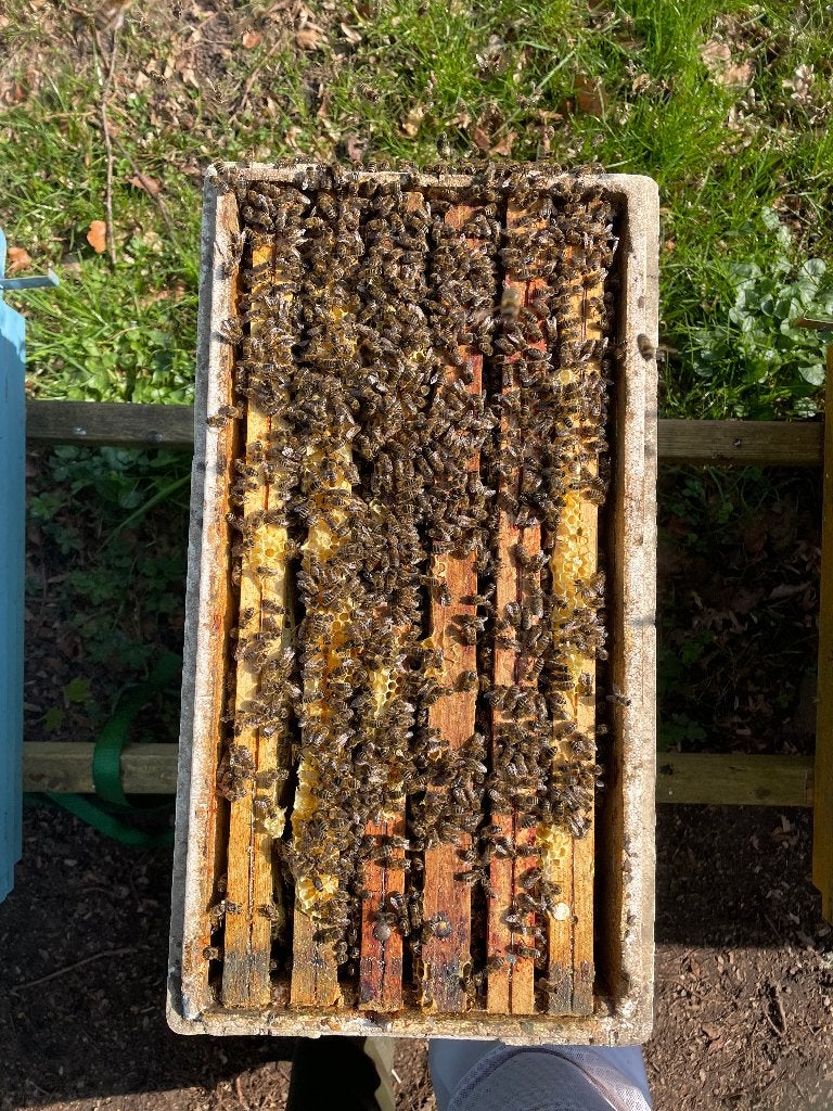 Bijen volken te koop mini plus of dadant, Animaux & Accessoires, Insectes & Araignées, Abeilles