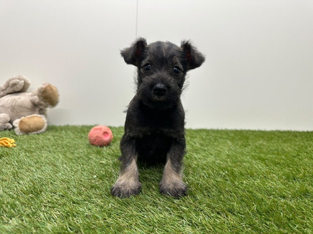 Nestje Dwergschnauzer pups, België, Overige rassen, CDV (hondenziekte), 8 tot 15 weken