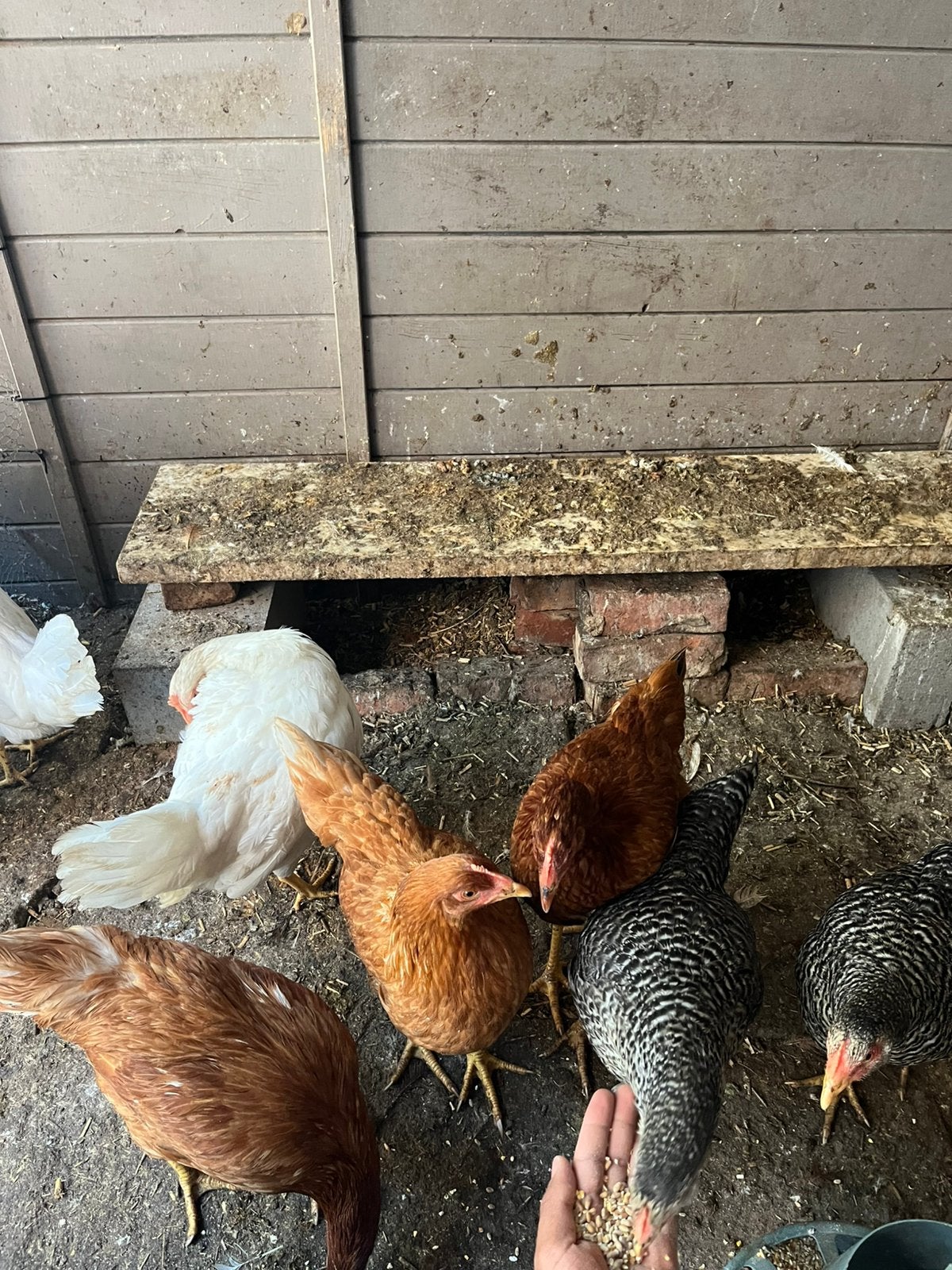 Legkippen, Dieren en Toebehoren, Vrouwelijk, Kip