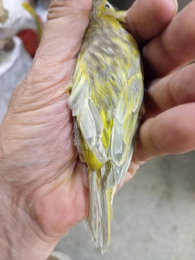 koppel geel agaat opaal grijsvleugel kanaries (33), Dieren en Toebehoren, Kleurkanarie