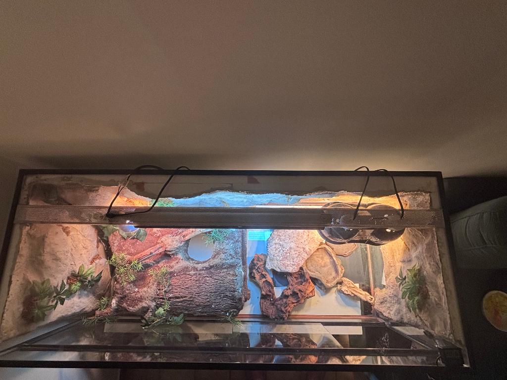 terrarium baardagaam, Animaux & Accessoires, Enlèvement, Comme neuf, Terrarium ou Paludarium