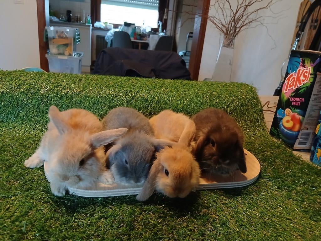 Jonge hangoortjes te koop, Dieren en Toebehoren, Konijnen, Meerdere dieren, Klein, Hangoor, 0 tot 2 jaar
