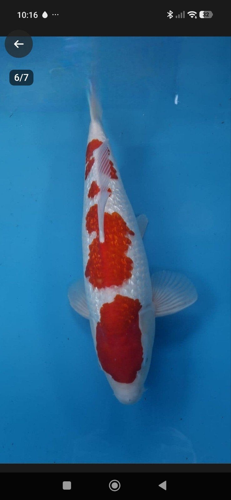 Japanse koi