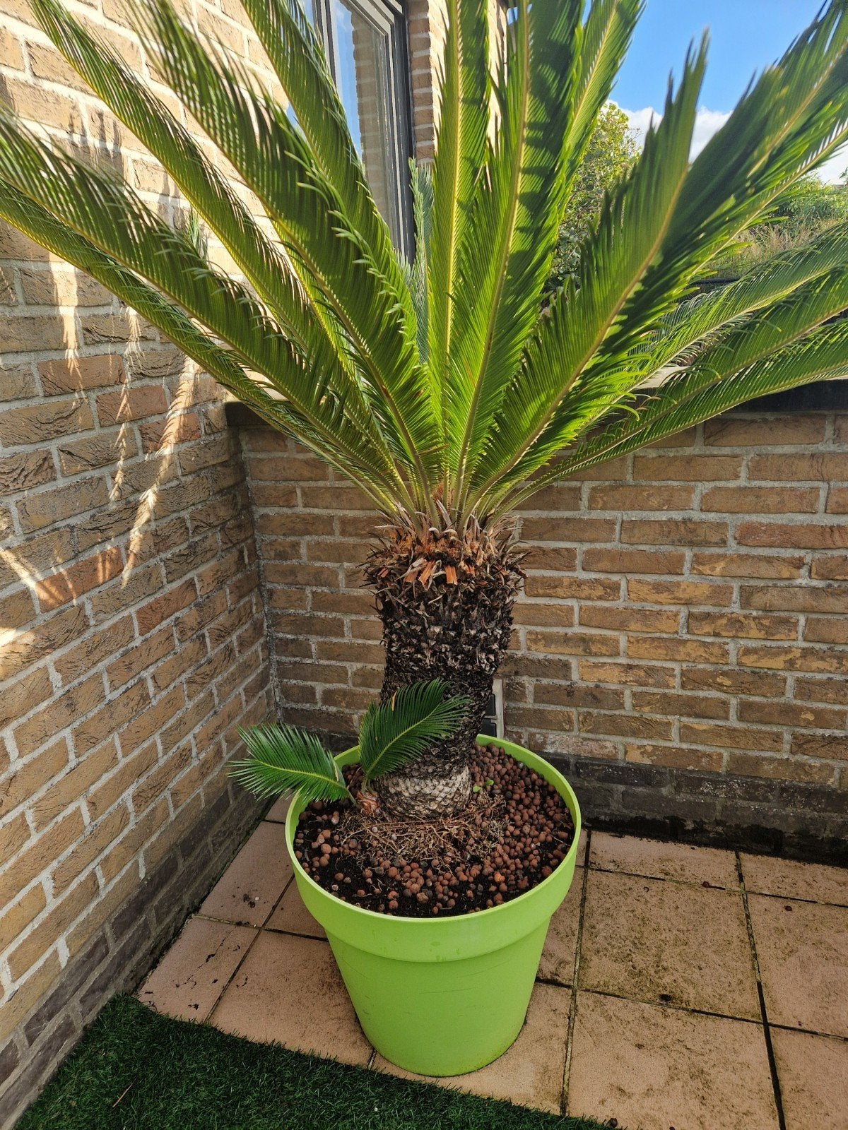 Cycas revoluta palm., Jardin & Terrasse, Enlèvement
