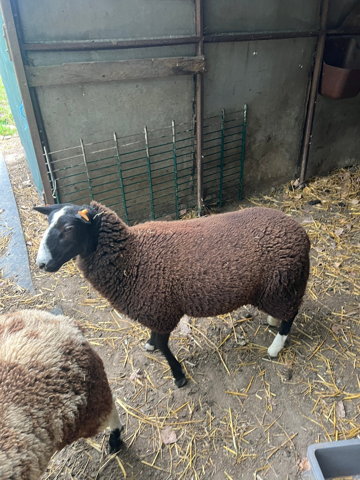 ooilam zwartbles, Dieren en Toebehoren, Vrouwelijk, Schaap, 0 tot 2 jaar