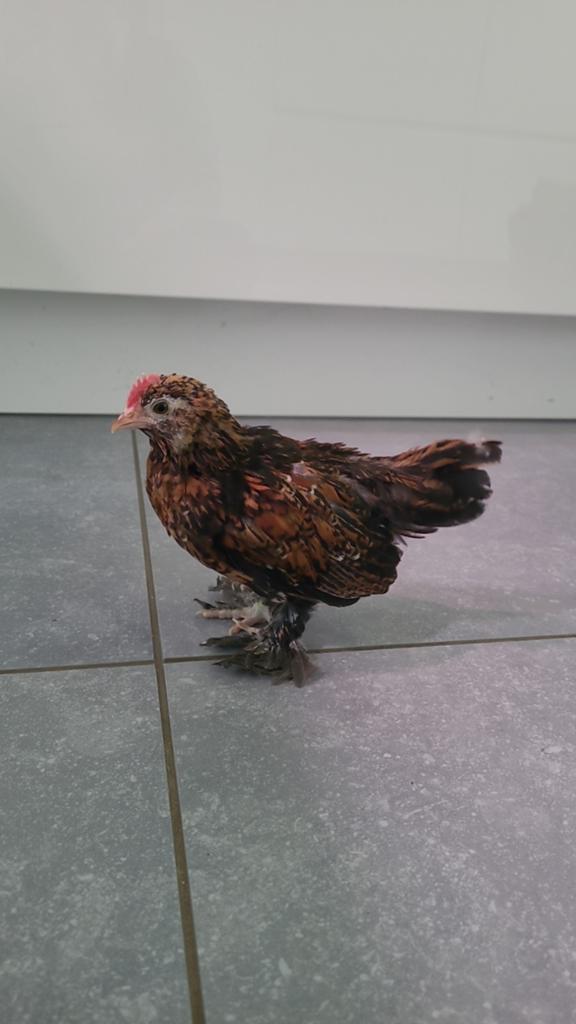 Belle plaisanterie sur la barbe d'Ukkelgem, âgée de 5 semain, Animaux & Accessoires