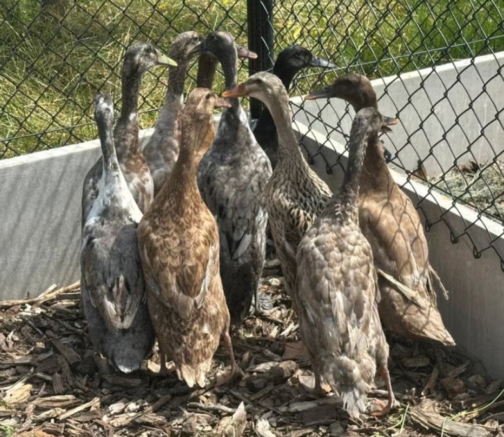 Indische loopeenden, Plusieurs animaux, Canard