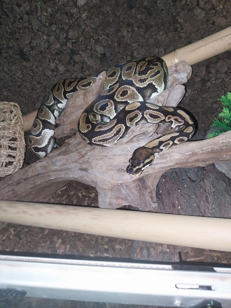 Ballpython, Tam