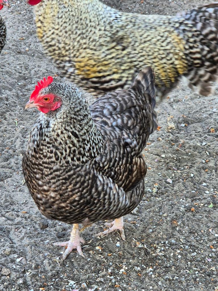 naine d'aerschot, poules et coqs