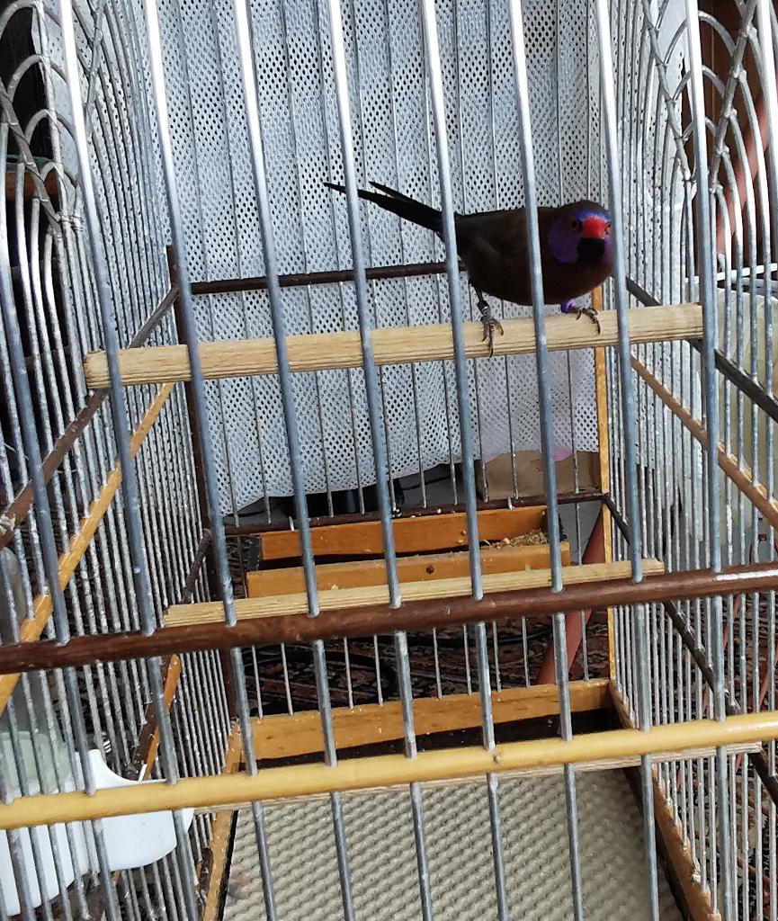 Astrilde grenadin, Mâle, Oiseau tropical, Bagué