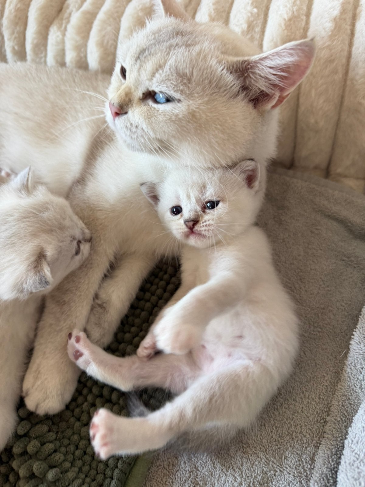 Brits Korthaar Point Kittens, Plusieurs animaux, Avec puce électronique, 0 à 2 ans