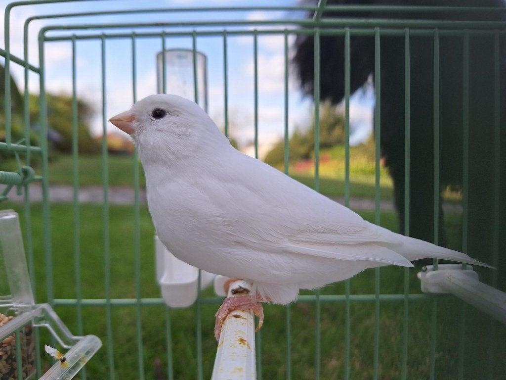 Zuiver witte kanaries, Dieren en Toebehoren, Vrouwelijk, Kleurkanarie