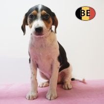 Fox Belge - Des chiots au regard éveillé à vendre, Animaux & Accessoires, Chiens | Jack Russell & Terriers, Plusieurs animaux