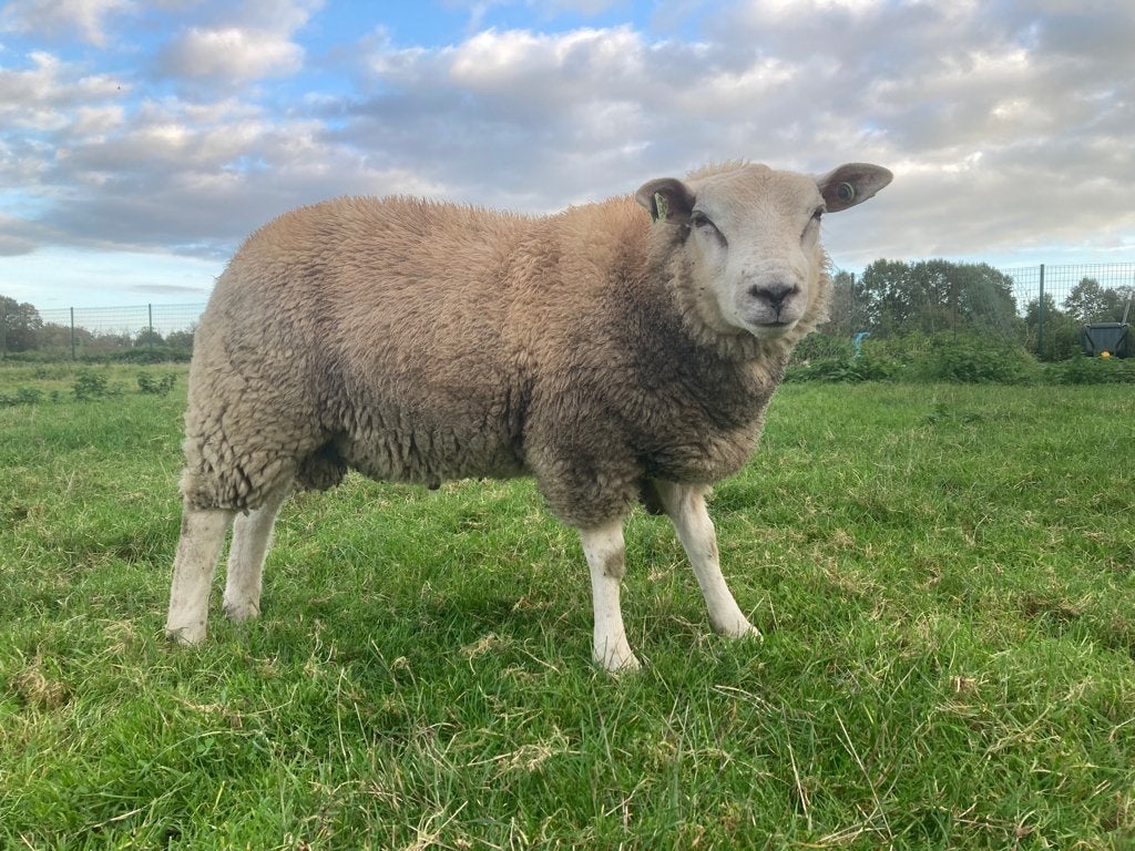 Bok te koop, Dieren en Toebehoren, Mannelijk, Schaap, 0 tot 2 jaar