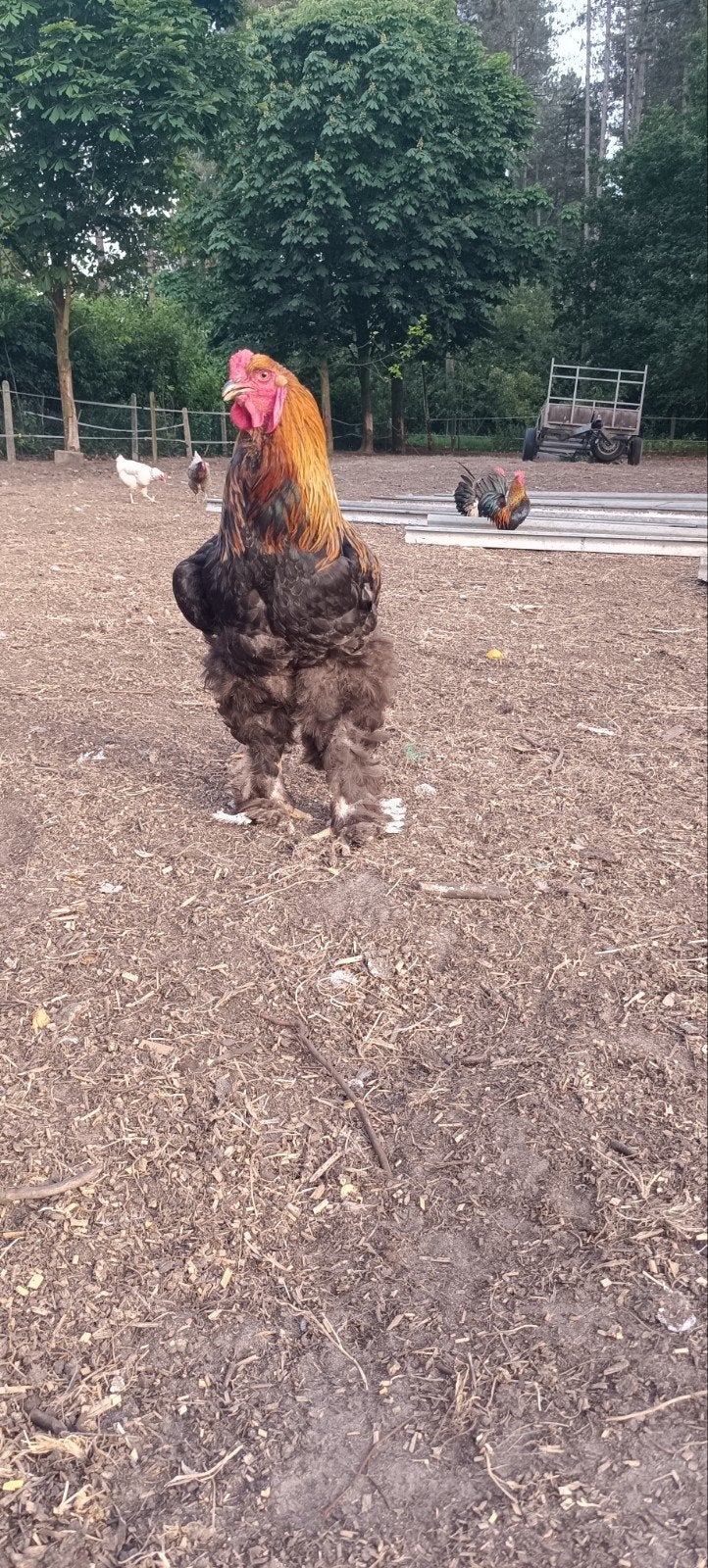 Prachtige Brahma haan uit 6/2025, Dieren en Toebehoren, Pluimvee