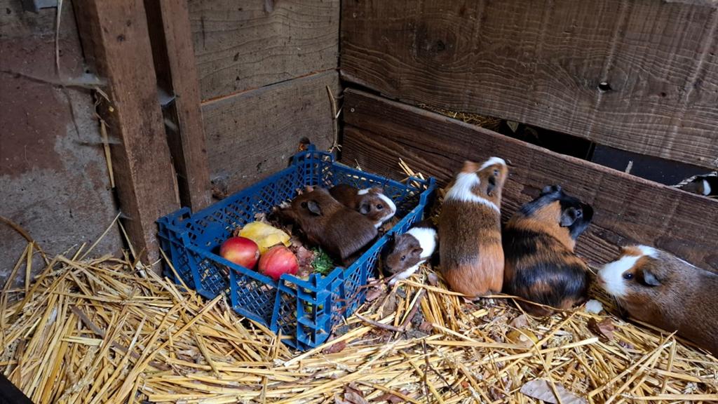 Cavia's, Dieren en Toebehoren, April, Meerdere dieren, Cavia