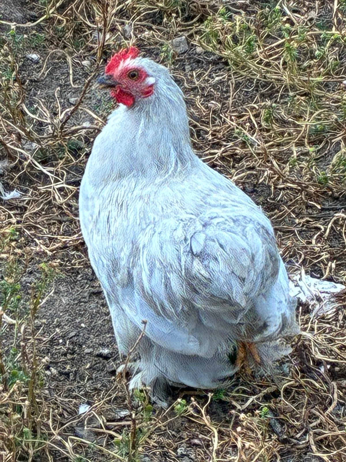 Cochin kriel haantje, Mannelijk, Kip