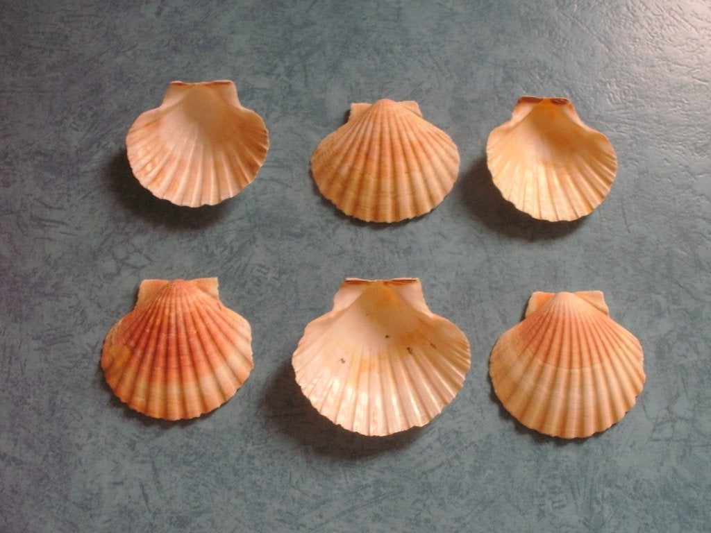 6 St.-Jacobsschelpen, Ophalen, Zo goed als nieuw