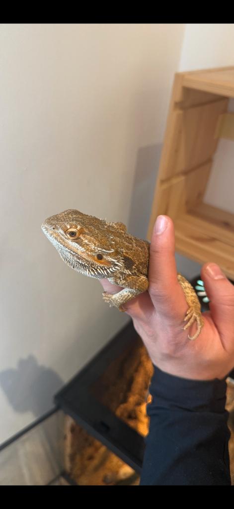 Lézard dragon barbu pogona, Dieren en Toebehoren, Hagedis, Met terrarium, 0 tot 2 jaar