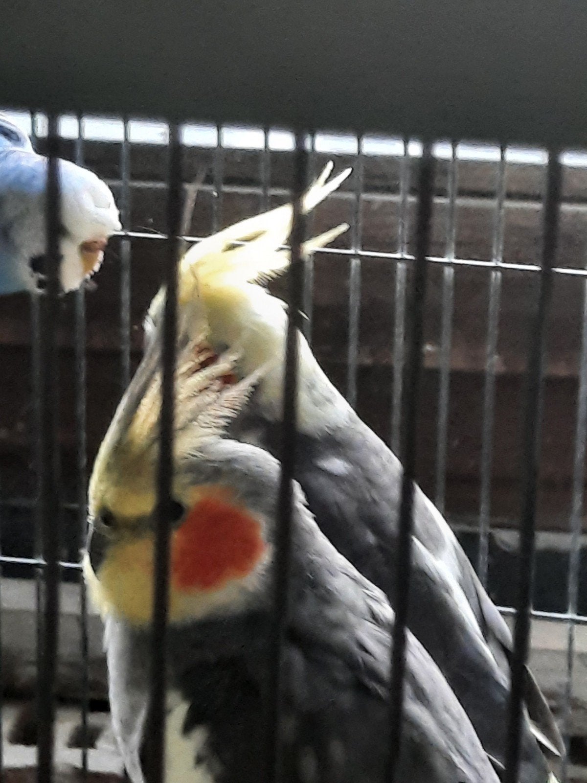 Superbes calopsittes, 30€ pour 2, Animaux & Accessoires, Oiseaux | Perruches & Perroquets