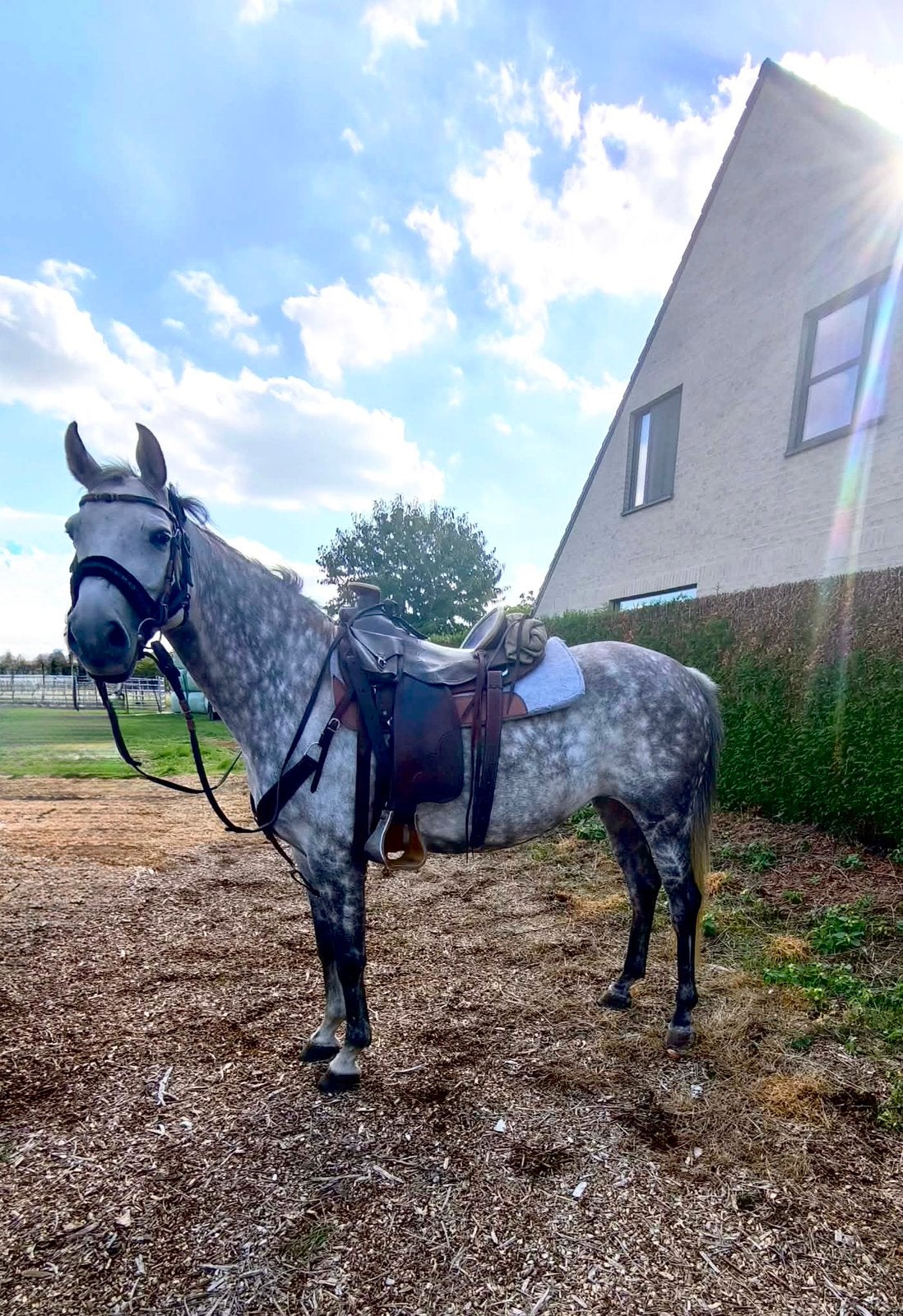 allround paardje, Avec pedigree, Débourré, Moins de 160 cm, Cheval de récréation