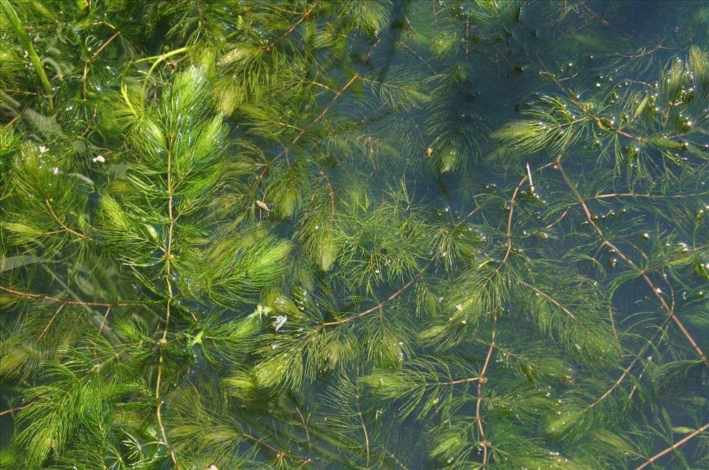 Gedoornd Hoornblad zuurstofplanten, koi, goudvissen, Karper of Koi